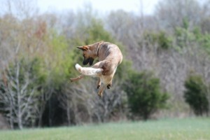 Chuckit! Small Ultra Ball and Dog